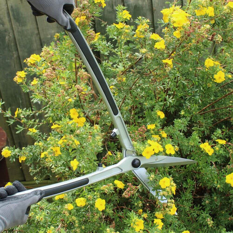 Gardening hedging shears being used on a bush with yellow flowers