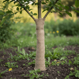 hessian wrapped around young tree