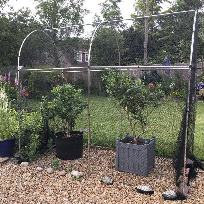 A fruit cage in  garden with pots in it and bird netting over the hooped cage