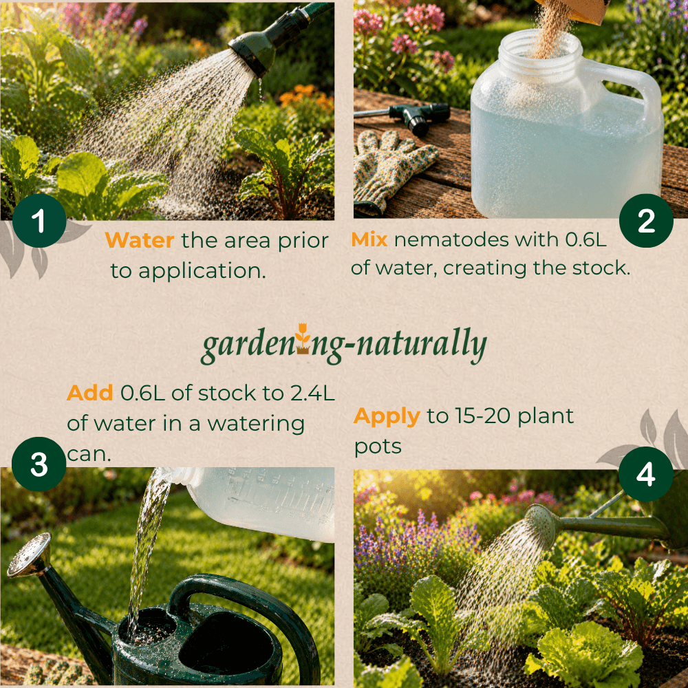 Step-by-step guide on using nematodes for gardening with images and text.