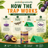 Gardening Naturally plum moth trap infographic with plum fruits and trap on a wooden surface.