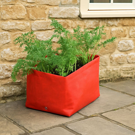 Orange planter with carrot plants against a stone wall.