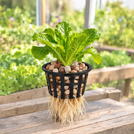 hydroponic pebbles showing roots growing