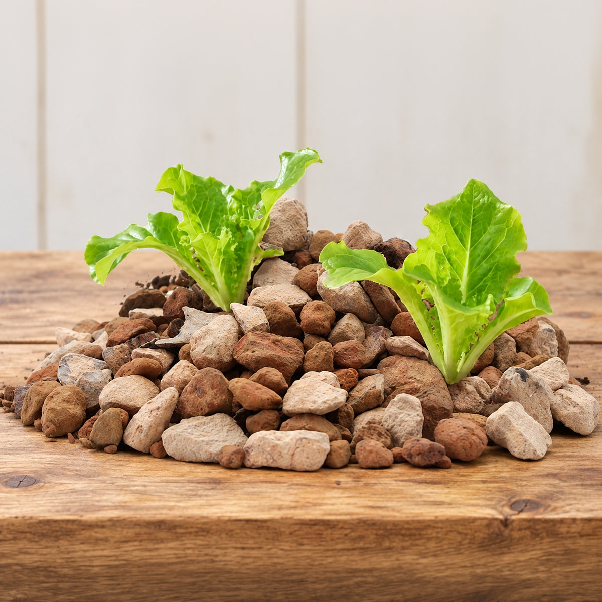 hydroponic pebbles on a table