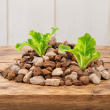 hydroponic pebbles on a table