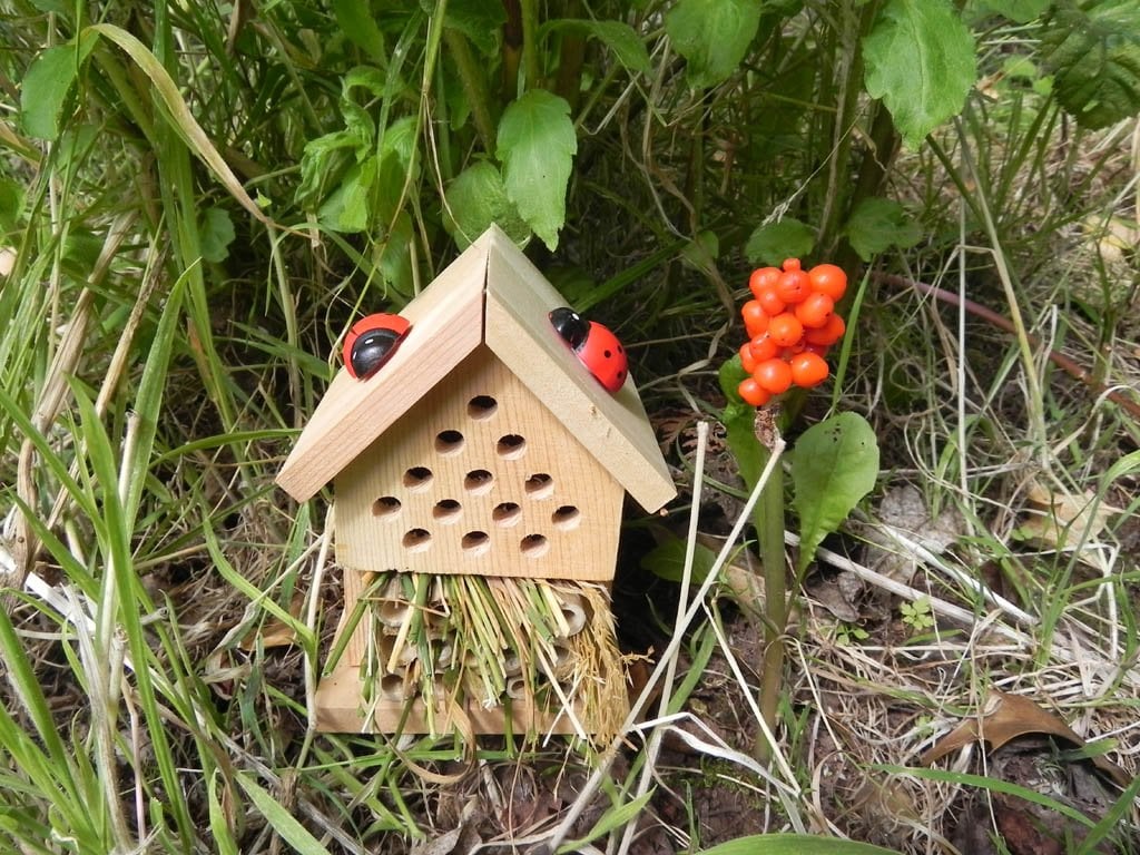 Make Your Own Insect House