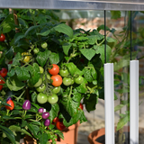 Double Tomato Greenhouse