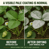 kaolin clay before and after shown on plants