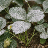Strawberry plant leaves coated with kaolin clay treatment