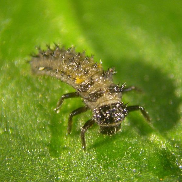 Ladybird Larvae - 250 Larvae Natural Pest Control