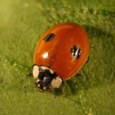 A ladybird on a leaf 2 spotted