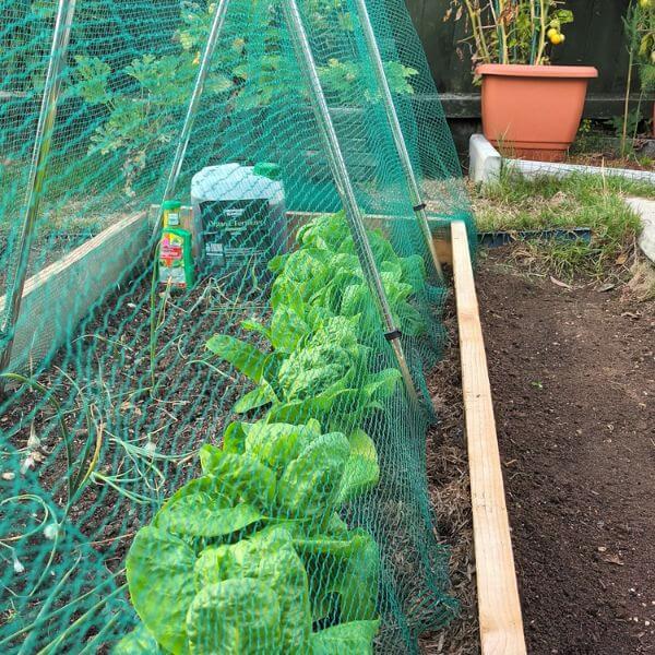 A Frame Garden Tunnel with Netting Large