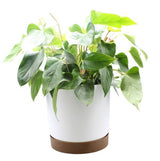 White Plant Pots Indoor or Outdoor Chloe