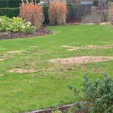 leatherjacket lawn damage