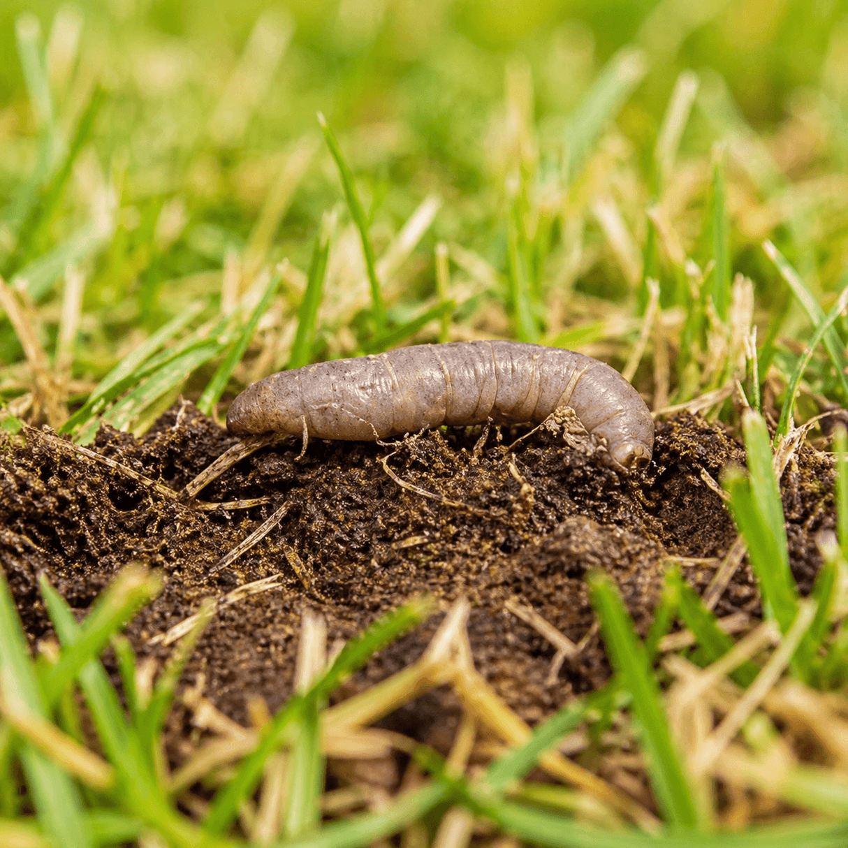 leatherjacket grub in soil