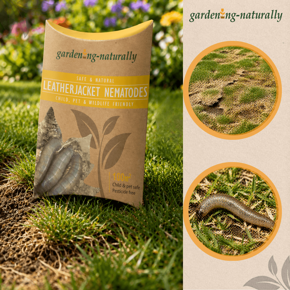 Package of leatherjacket nematodes with images of nematodes on grass