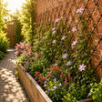 Floral garden with a brick wall and trellis in a sunlit garden.