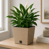 Potted plant on a wooden surface with a neutral background