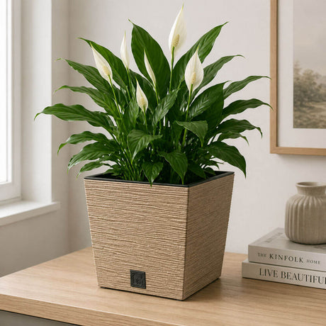 Potted plant on a wooden surface with a neutral background