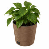 Potted plant with green leaves in a woven brown pot on a white background