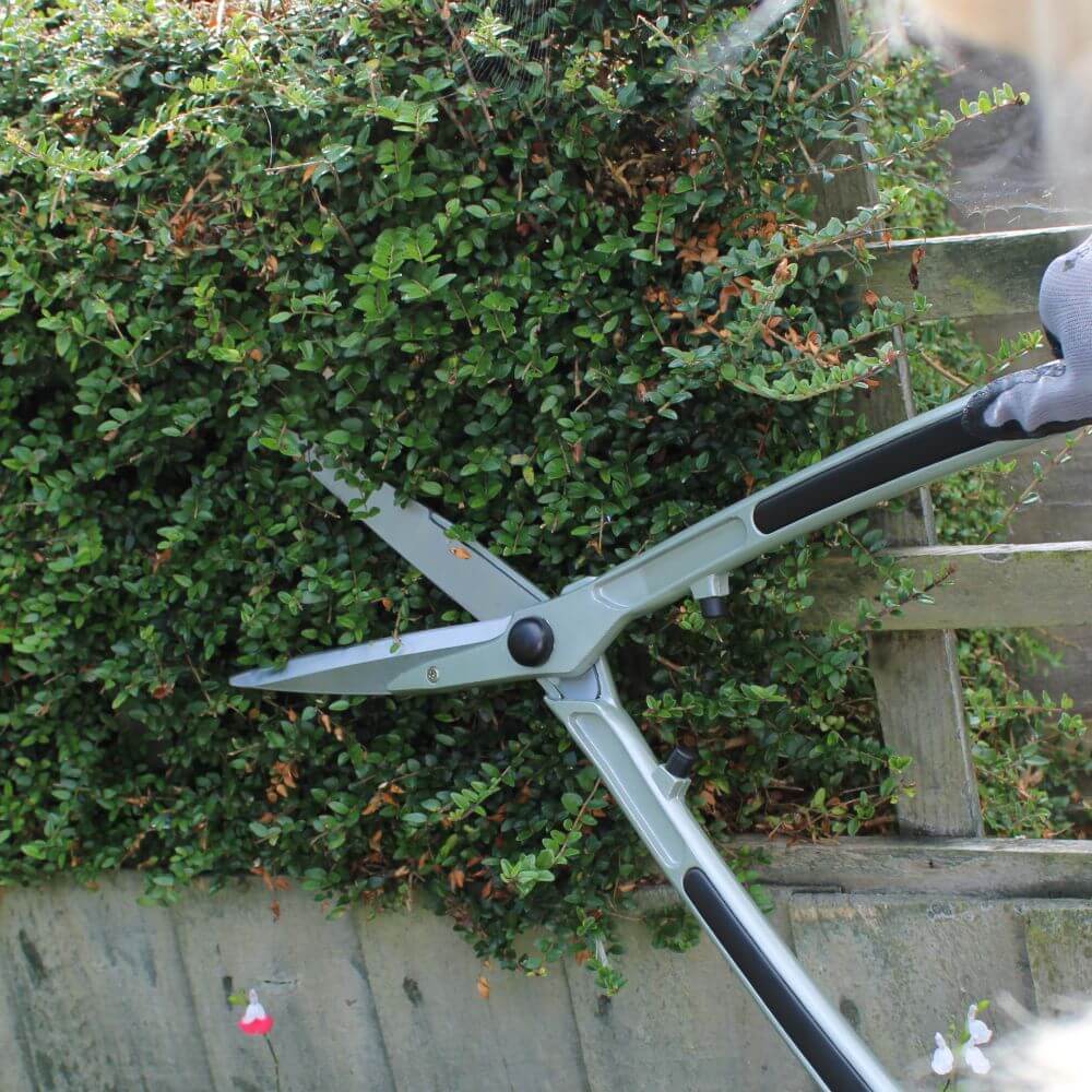 Gardening shears being used to trim a hedge.