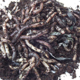 lob Worms in soil 
