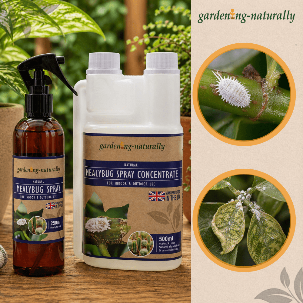 Gardening Naturally Mealybug spray concentrate and spray bottle on a wooden surface with greenery in the background.