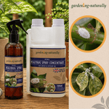 Gardening Naturally Mealybug spray concentrate and spray bottle on a wooden surface with greenery in the background.