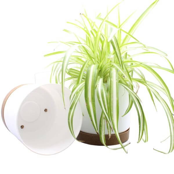 White Plant Pots Indoor or Outdoor Chloe