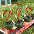 Six green mini growpots with soil, containing red chili plants and placed in growbag with a greenhouse in the background.