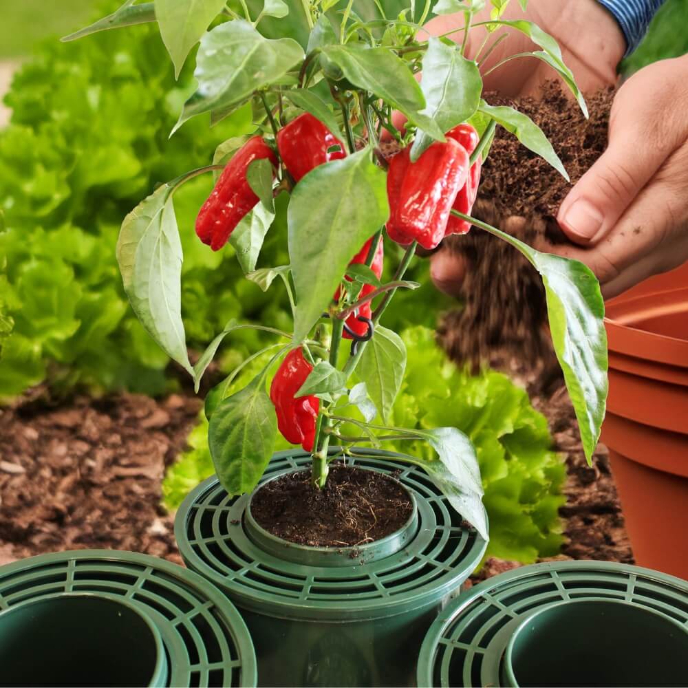Mini growpots with chilli plants being added in the garden