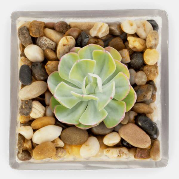 Pot Toppers and Terrarium Fillers