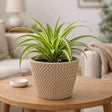 mocca plant pot knitted effect on a wooden table in a living room setting
