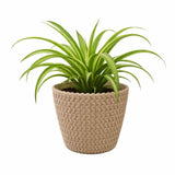 Potted plant with green leaves in a textured beige pot on a white background
