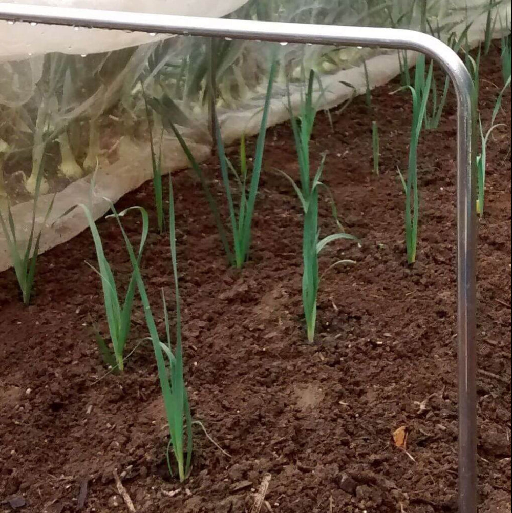 Vegetable plants growing in a garden bed with a narroq square hoops on top
