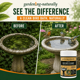 Before-and-after comparison graphic for garden-naturally bird bath cleaner, showing a stone bird bath with green algae buildup labeled 'Before' and the same bath cleaner and cleaner bird bath labeled 'After' with birds standing in the water. A jar of the cleaner is shown in the lower right.