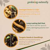 Closeup informational panels on negative impact of wireworms on plants and potatoes 