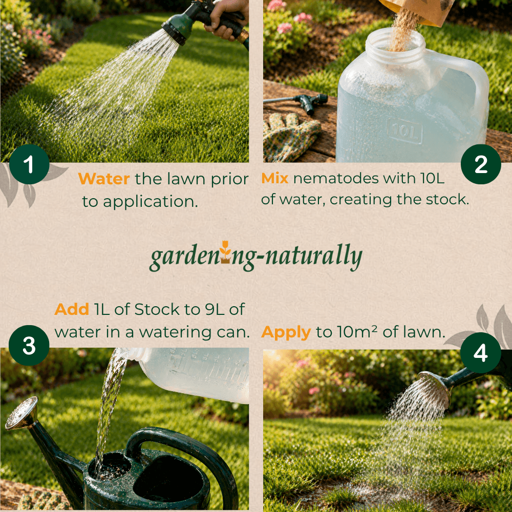 Step-by-step guide on applying nematodes to a lawn with images and text.