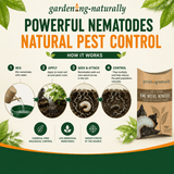 Promotional graphic for gardening-naturally Powerful Nematodes Natural Pest Control, showing a product bag, four illustrated steps of how it works, and green leaf graphics on a cream background.