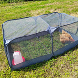 chicken feeding in garden 