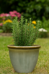 Black & Blue and Olive Ceramic Effect Plant Pot Glazed Pot Cortona