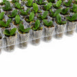 A bulk tray of small green orchid plants in clear plastic starter cups with bark substrate, arranged in rows on a white background.