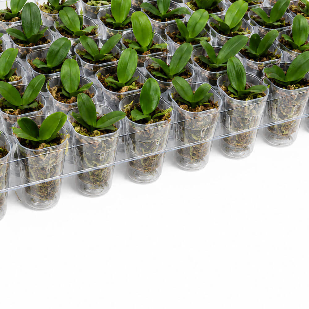 A bulk tray of small green orchid plants in clear plastic starter cups with bark substrate, arranged in rows on a white background.