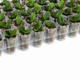 A bulk tray of small green orchid plants in clear plastic starter cups with bark substrate, arranged in rows on a white background.