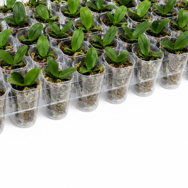 A bulk tray of small green orchid plants in clear plastic starter cups with bark substrate, arranged in rows on a white background.