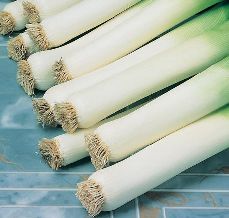 A group of fresh organic leeks with white stems and green fronds.