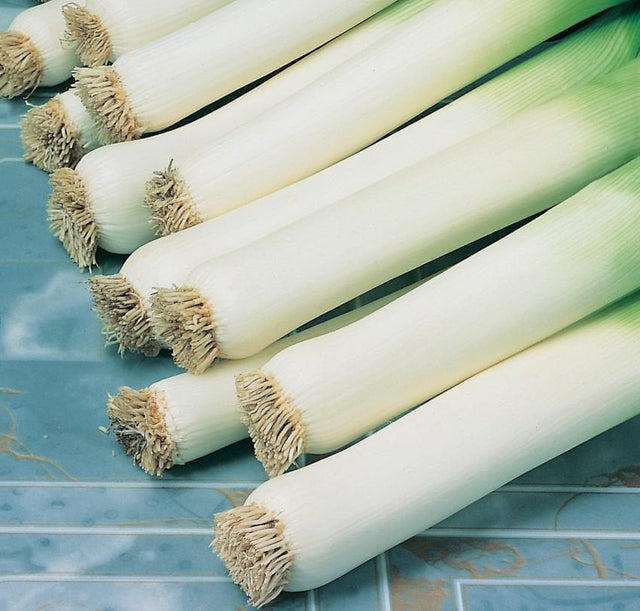 A group of fresh organic leeks with white stems and green fronds.