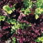 Red and green lettuce leafs