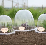 Victorian Bell Garden Cloche (Pack of 3) Original