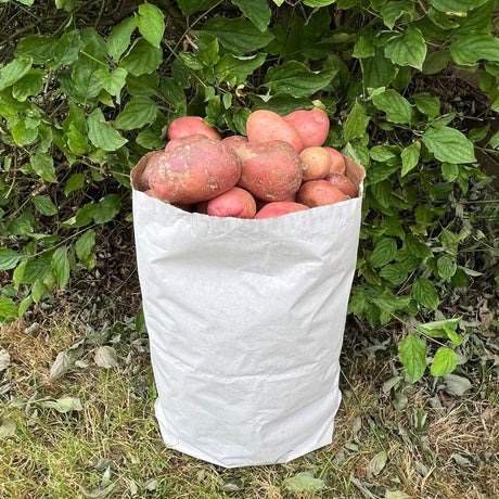 A white paper potato sack filled with red potatoes, placed outdoors against a backdrop of green leaves.